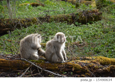 上高地 森の野生猿 アップ 上高地 森の野生猿 アップ 15490634