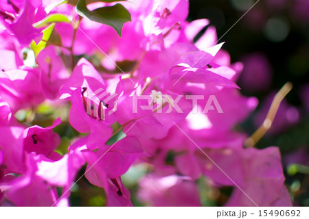 ブーゲンビリア 15490692
