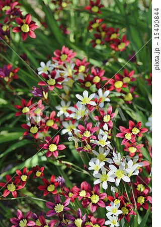 スパラキシス スパラキシス 15490844