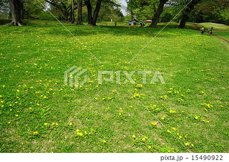 4月花　タンポポ・キク科82野川公園 15490922