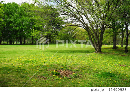 4月花　タンポポ・キク科83野川公園 15490923