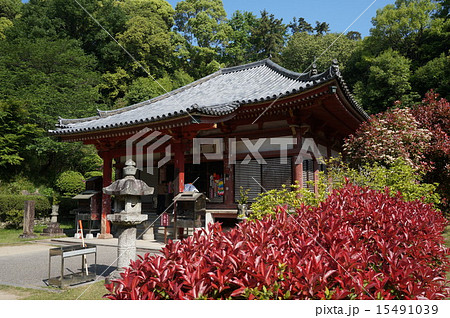 【四国八十八ヶ所】第六十九番 観音寺 初夏の国指定重要文化財の本堂 香川県観音寺市 【四国八十八ヶ所】第六十九番 観音寺 初夏の国指定重要文化財の本堂 香川県観音寺市 15491039