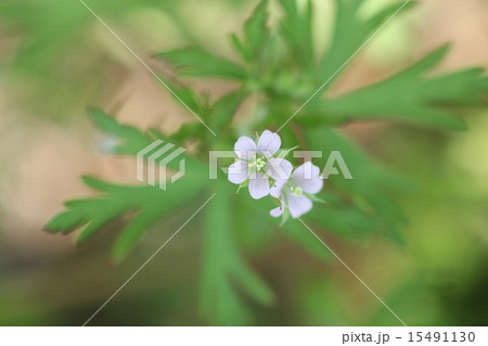 アメリカフウロの花02 アメリカフウロの花02 15491130