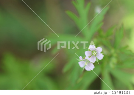 アメリカフウロの花０４ 15491132