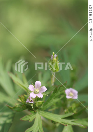 アメリカフウロの花09 アメリカフウロの花09 15491137