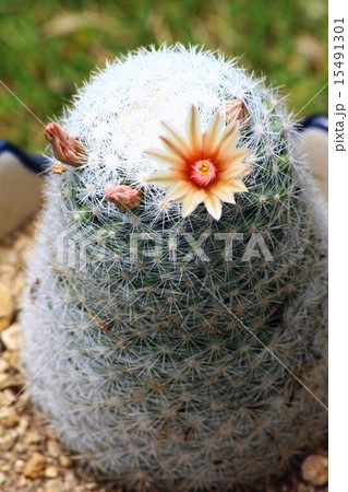 サボテンの花 サボテンの花 15491301