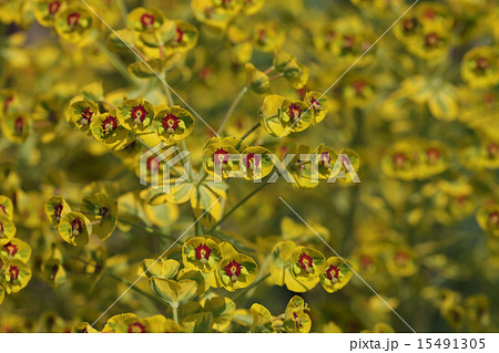 斑入りユーフォルビア・マーチニーの花 斑入りユーフォルビア・マーチニーの花 15491305