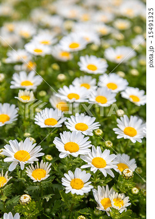 クリサンセマム・パルドサム　(ノースポール) 15491325