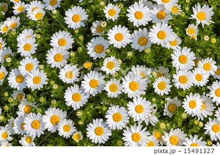 クリサンセマム・パルドサム　(ノースポール) 15491327