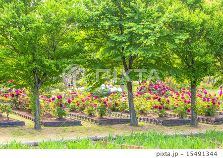 新緑 桂の木 新緑 桂の木 15491344