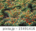 五色唐辛子 15491416