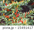 五色唐辛子 15491417