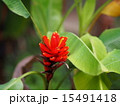 レッドジンジャー 15491418