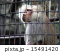 檻の中のヒヒ 15491420