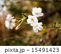 桜（さくら） 15491423