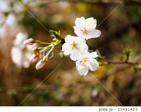 桜(さくら) 桜(さくら) 15491423