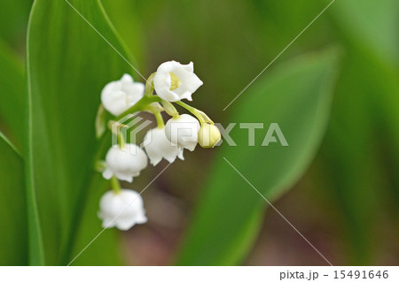 スズラン 15491646