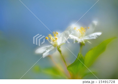 pear flower 15491728