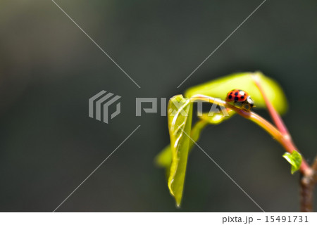 ladybug's rest 15491731