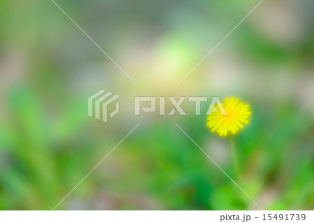 dandelion of spring dandelion of spring 15491739