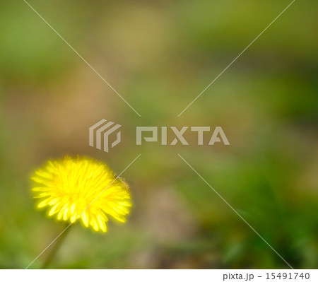 dandelion of spring dandelion of spring 15491740