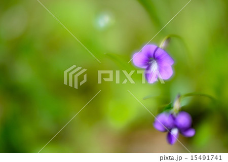 violets of spring violets of spring 15491741