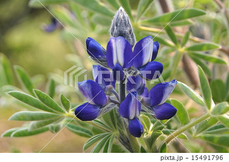 青紫のルピナス(テキセンシス系) 15491796