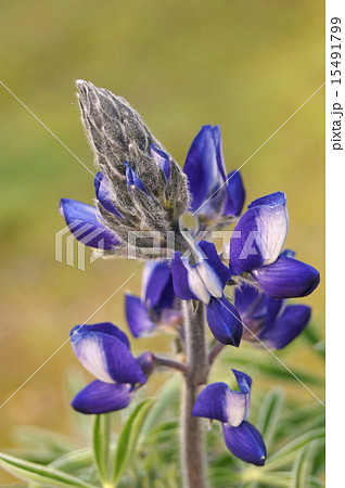 青紫のルピナス(テキセンシス系) 15491799