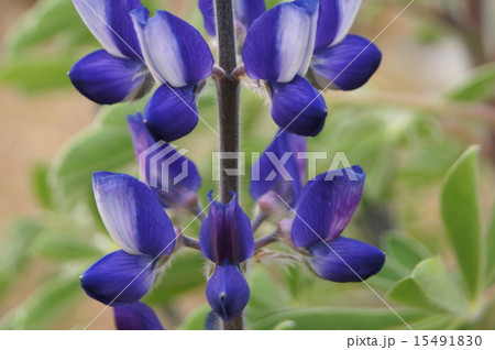 青紫のルピナス(テキセンシス系) 青紫のルピナス(テキセンシス系) 15491830