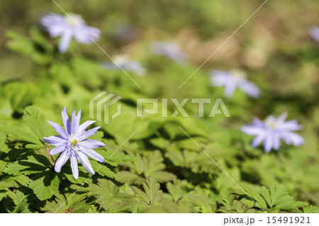 キクザキイチゲの花 15491921
