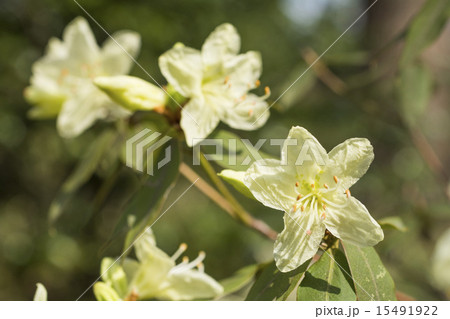 ヒカゲツツジの花 15491922