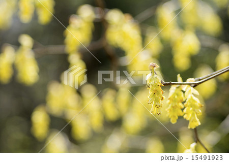 トサミズキの花 15491923