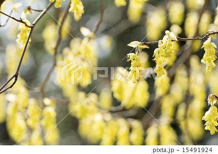 トサミズキの花 15491924