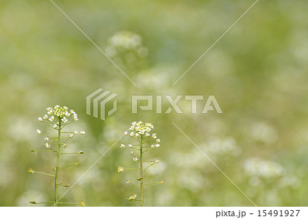 ナズナの花 ナズナの花 15491927