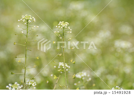ナズナの花 15491928