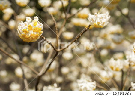 ミツマタの花 15491935