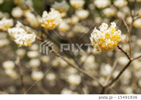 ミツマタの花 ミツマタの花 15491936