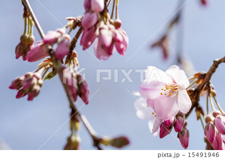 シダレザクラの花のアップ 15491946