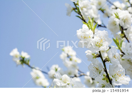 空をバックに白い花桃の花 15491954