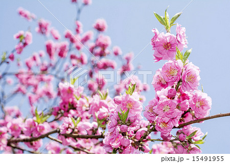 空をバックにピンクの花桃の花 15491955
