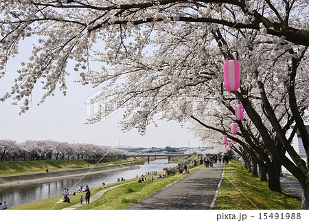 須賀川 釈迦堂川の桜並木6 須賀川 釈迦堂川の桜並木6 15491988