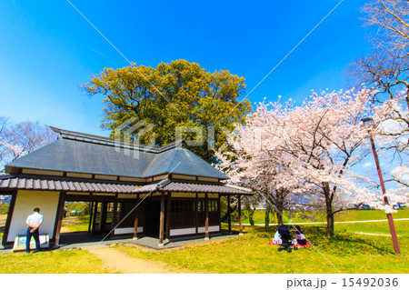 石井樋公園の桜 15492036