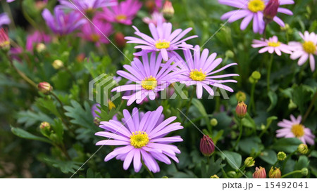 16：9　ブラキカム（姫小菊） 15492041