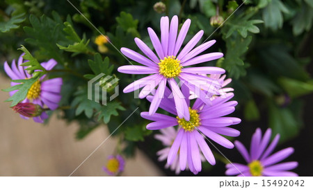 16：9　ブラキカム（姫小菊） 15492042