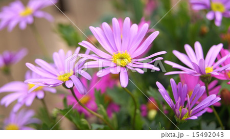 16：9　ブラキカム（姫小菊） 15492043