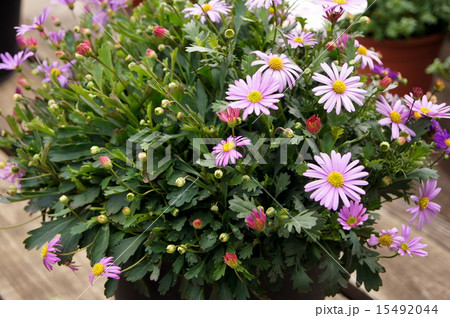 ブラキカム（姫小菊） 15492044