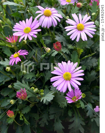 ブラキカム（姫小菊） 15492045