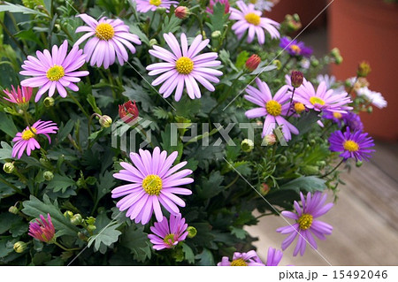 ブラキカム（姫小菊） 15492046