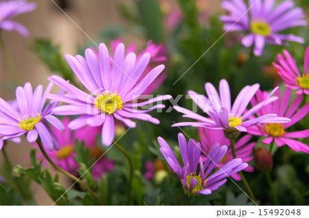 ブラキカム（姫小菊） 15492048