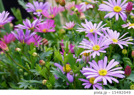 ブラキカム（姫小菊） 15492049